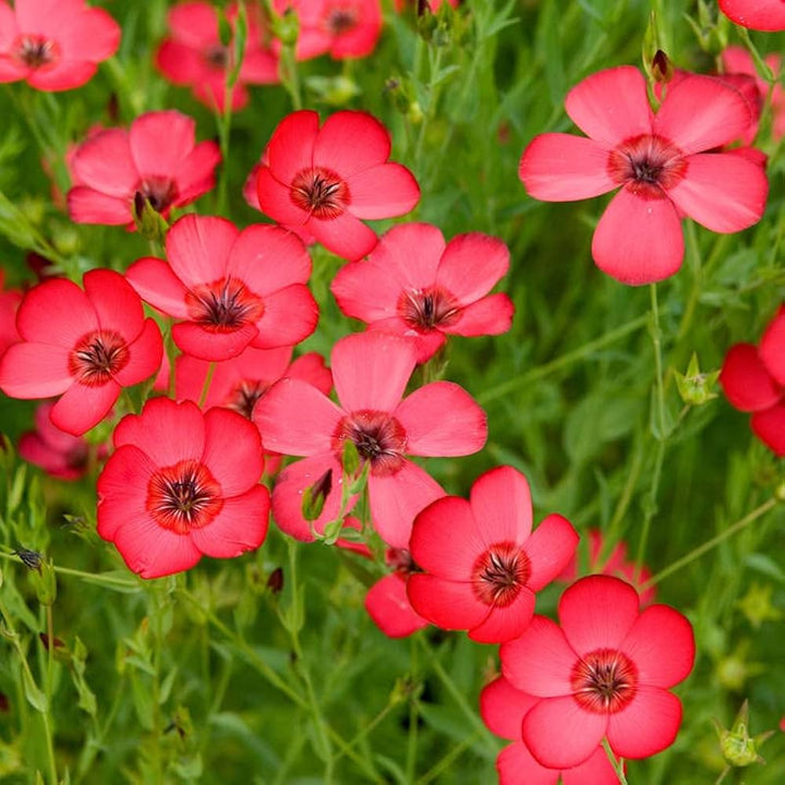 Linum Grandiflorum Flower Seeds Red – Heirloom, Non-GMO, High Germination Seeds