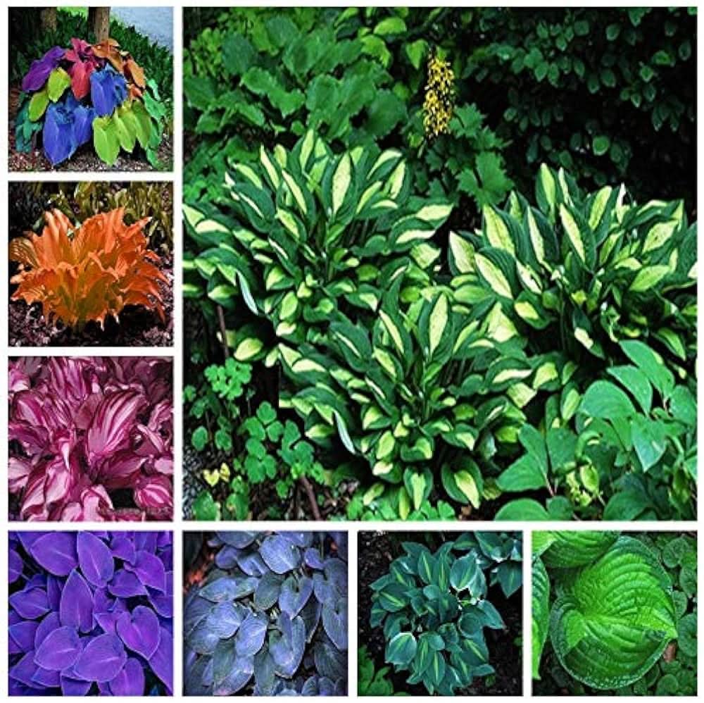 Hosta Hosta herb seeds