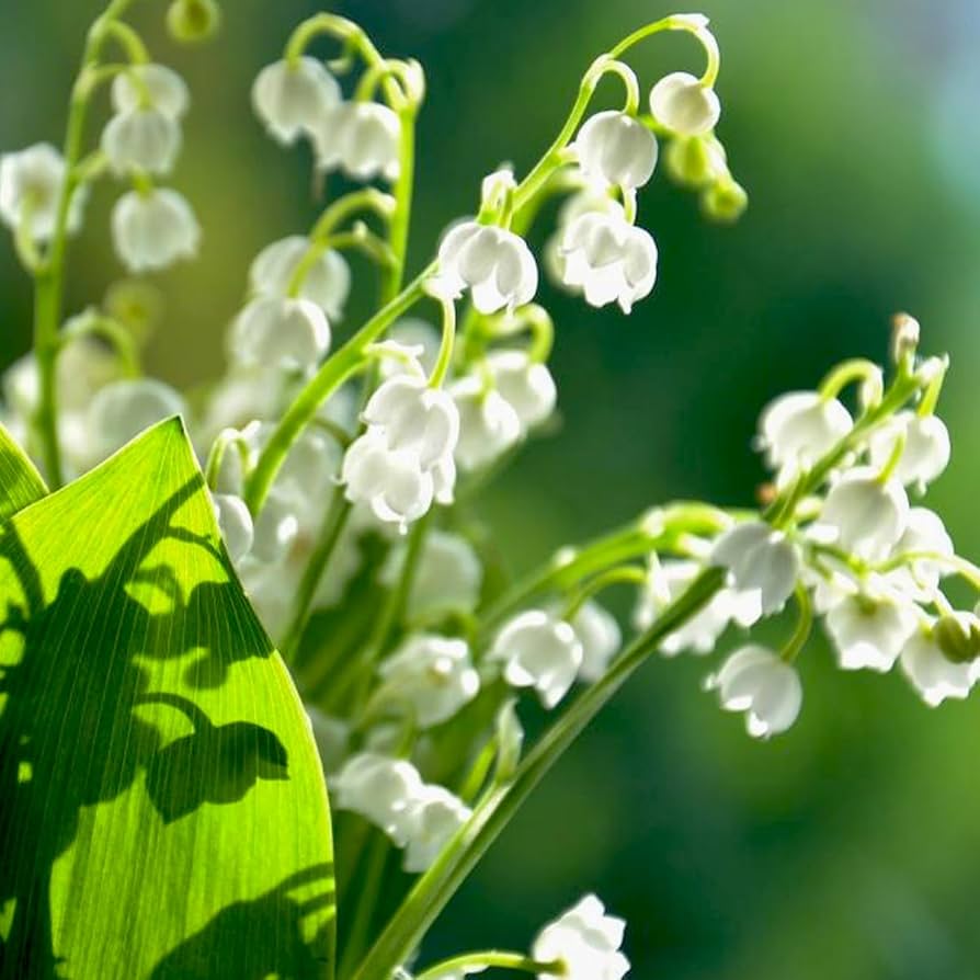 lily of flower seeds