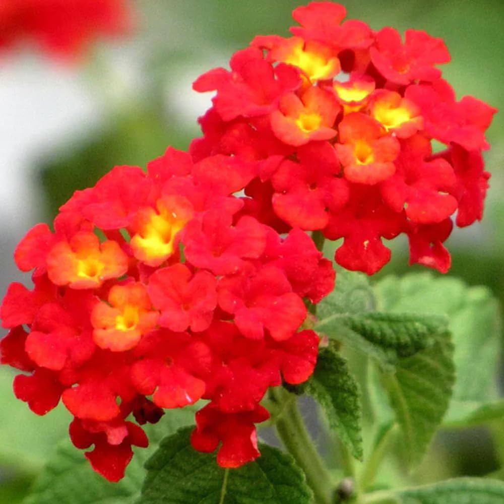 lantana for flower seeds