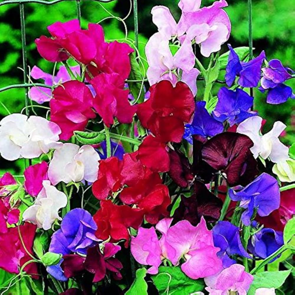 Streamer Mix Sweet Pea Seeds for Planting