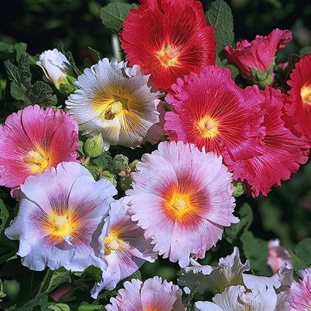 giant scarlet flower seeds