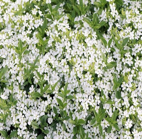 White Saponaria Flower Seeds – Heirloom Non-GMO Organic Garden Seeds