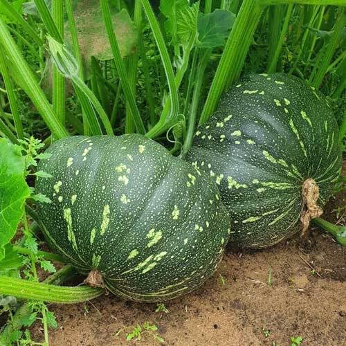 Green Pumpkin Seeds – Heirloom, Non-GMO, High Germination Organic Garden Seeds Planting