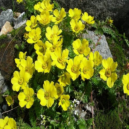Yellow Geum Reptans Flower Seeds – Heirloom, Non-GMO, High Germination Seeds