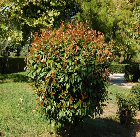green photinia flower seeds