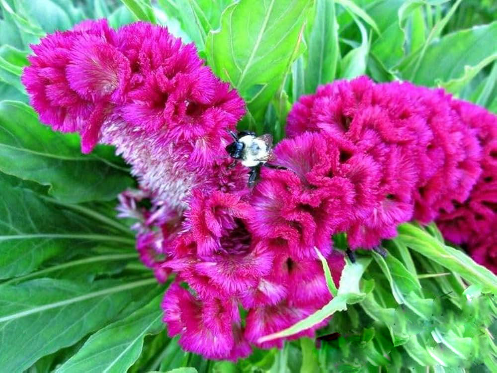 Dark Pink Cockscomb Flower Seeds – Heirloom, Non-GMO, High Germination Garden