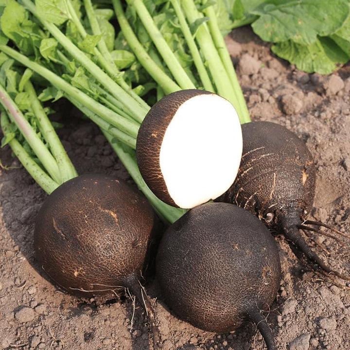 Semillas de rábano negro – Hereditarias, sin OMG, alta germinación, siembra de semillas de jardín orgánicas