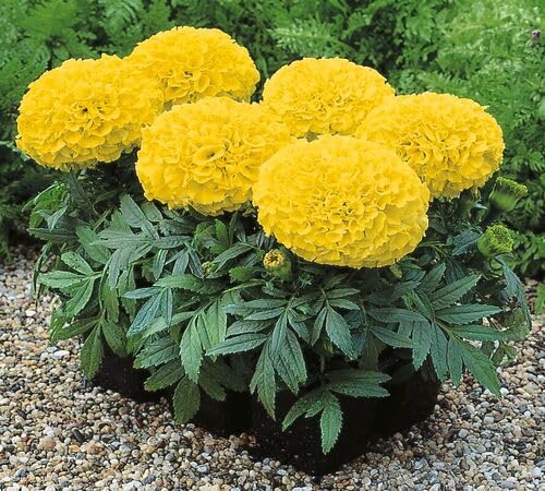 Yellow Tagetes Flower Seeds Heirloom Non-GMO High Germination Organic Garden Seeds