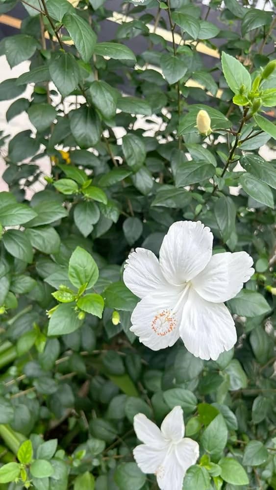 White Hibiscus Flower Seeds – Heirloom, Non-GMO, High Germination Seeds