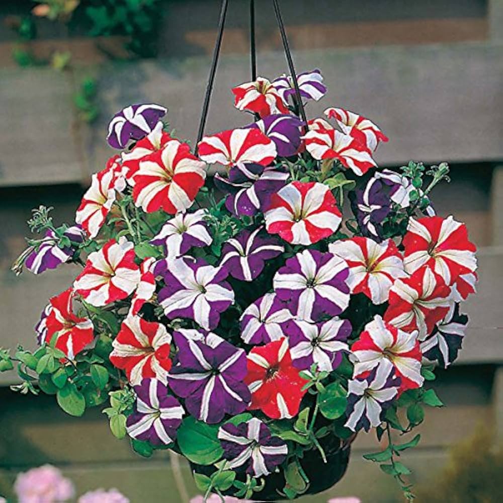 pelletized petunia flower seeds