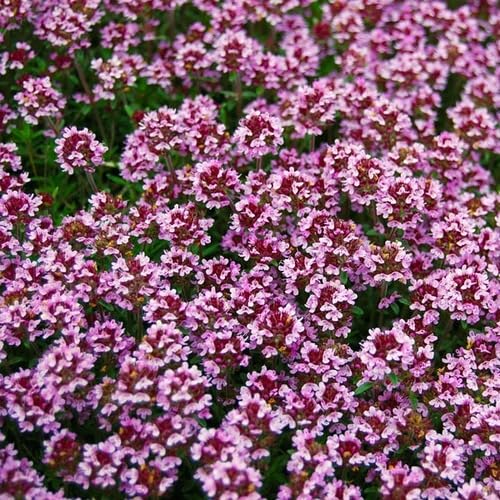 Pink Thyme Flower Seeds Heirloom Non-GMO High Germination Organic Garden Seeds