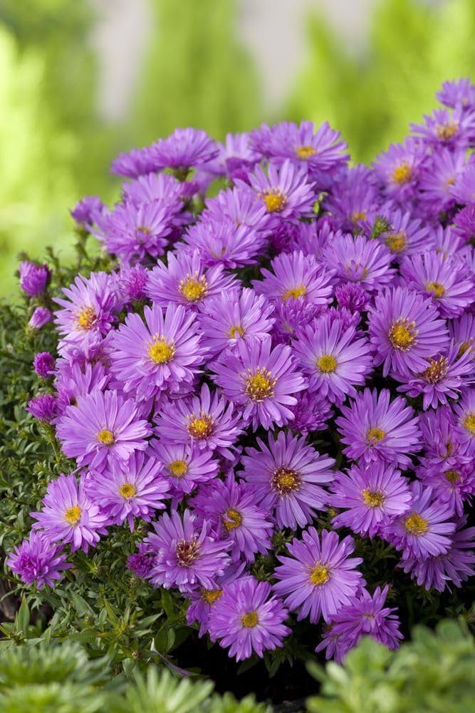 Purple Aster Flower Seeds for Planting – Heirloom Non-GMO High Germination Organic Garden Seeds