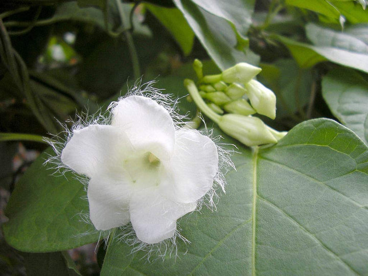 Semillas de Flor de Loroco Blancas – Cimarrón, No-Transgénico, Semillas de Alta Germinación