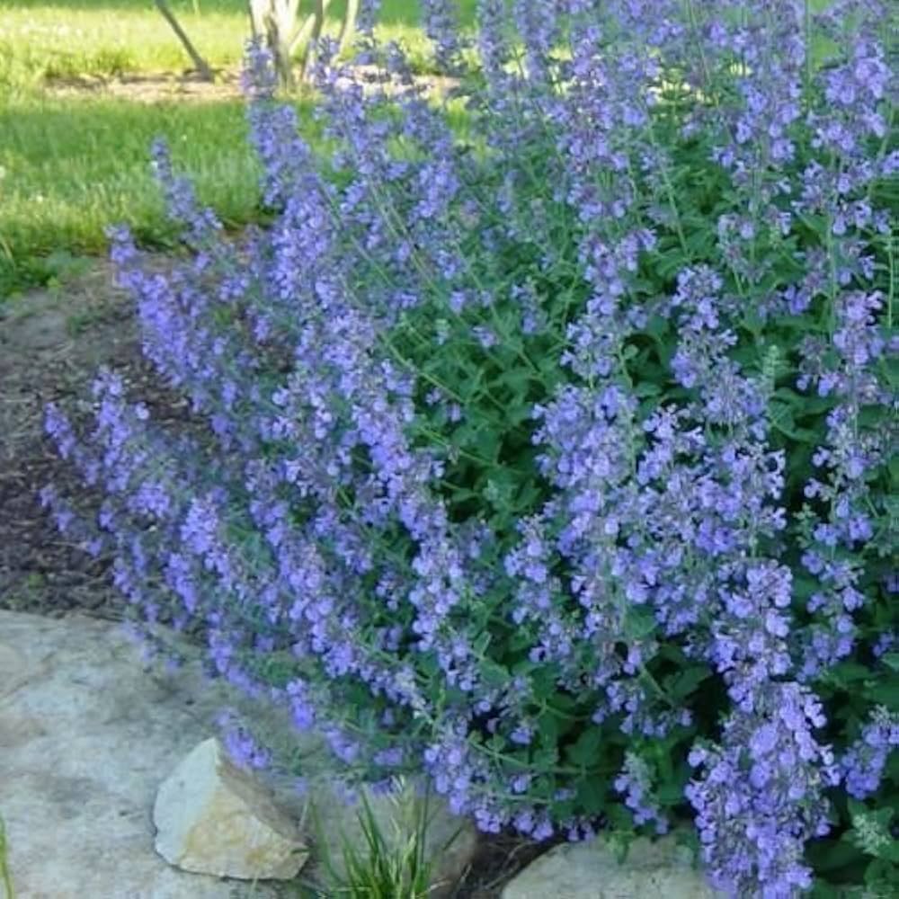 catmint medicinal flower seeds