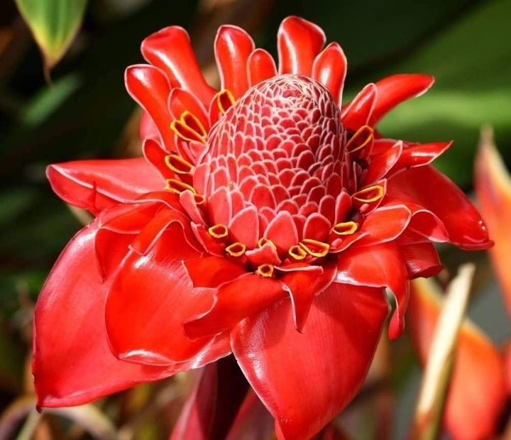 Red Etlingera Flower Seeds for Planting – Heirloom, Non-GMO, High Germination Organic Garden Seeds
