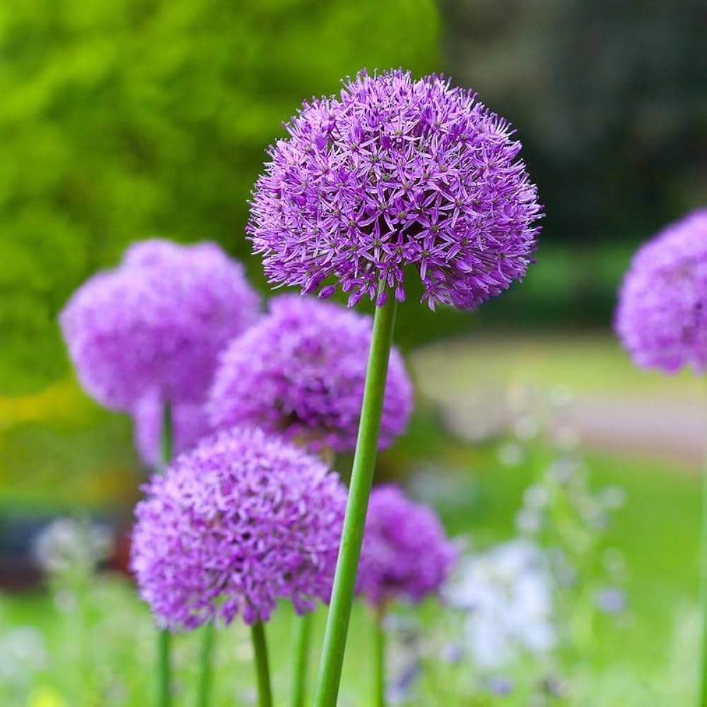 Allium Flower Seeds for Planting – Heirloom Non-GMO High Germination Organic Seeds