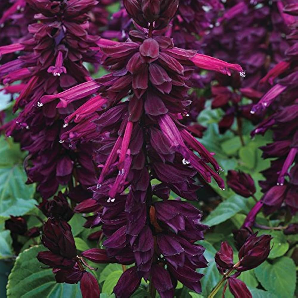 salvia salsa flower seeds
