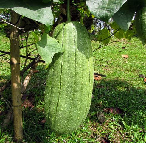 Semillas de Luffa Verde – Cimientes, No-GMO, Alta Germinación Semillas de Jardín Orgánicas para Siembra