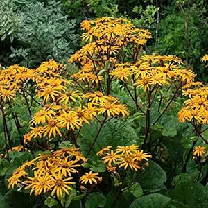 ligularia dentata flower seeds
