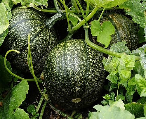 Green Pumpkin Seeds – Heirloom, Non-GMO, High Germination Organic Garden Seeds Planting