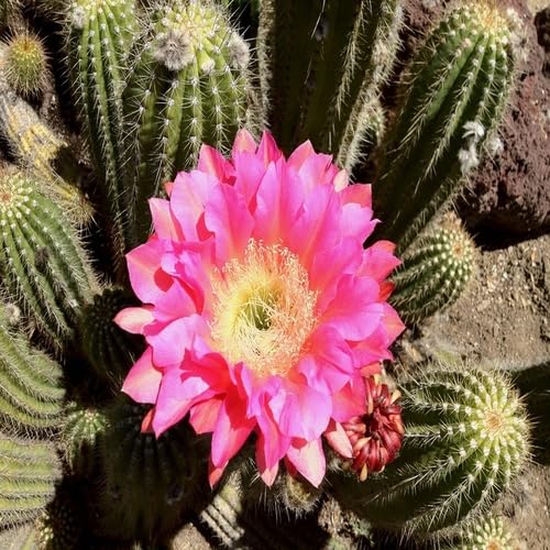 Kaktusblumensamen zum Pflanzen Pink – Samenecht, gentechnikfrei, keimstark, Bio-Gartensamen zum Pflanzen