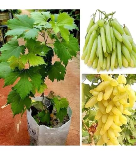 Mixed Finger Grapes Seeds – Heirloom, Non-GMO, High Germination Organic Garden Seeds for Planting