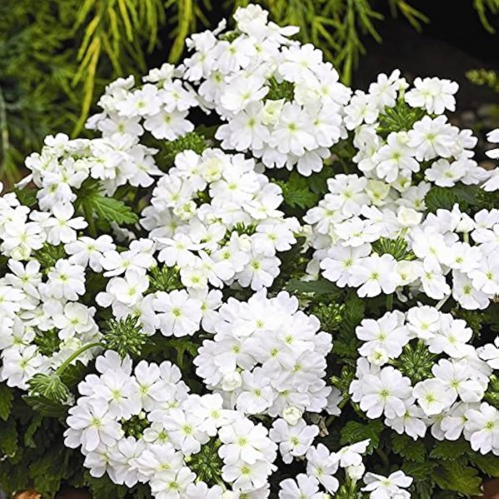 white verbena flower seeds
