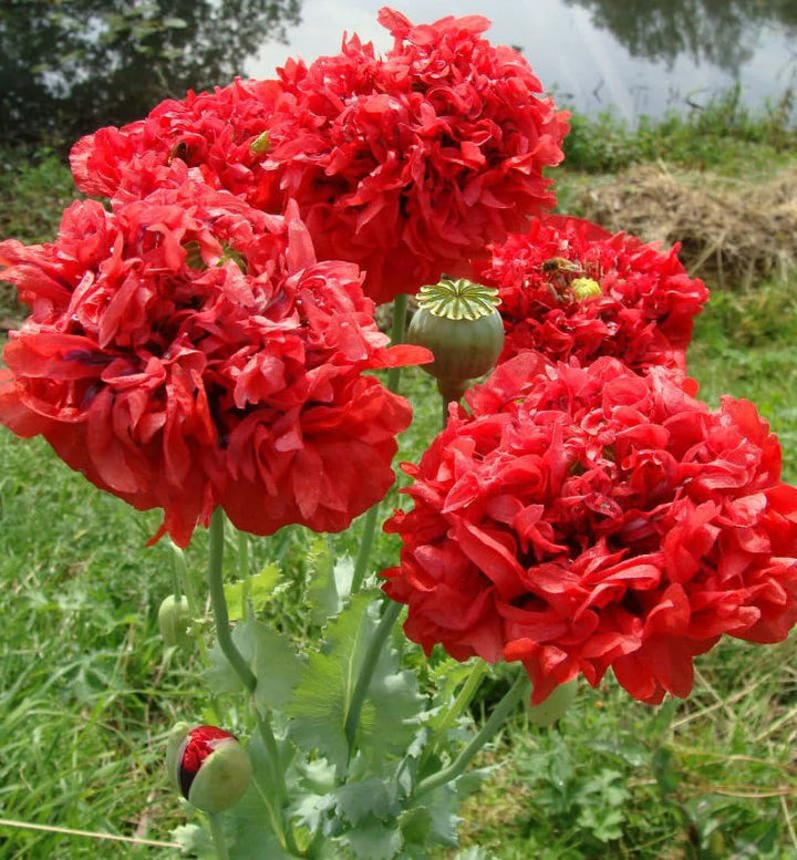 Doppelte Pfingstrose Rote Blumensamen – Alte Sorte, gentechnikfrei, hochkeimfähig für die Anpflanzung
