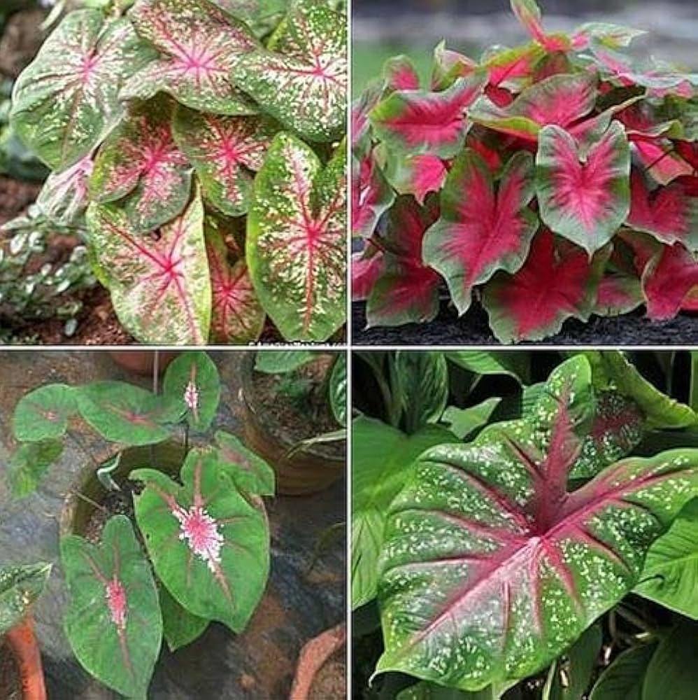 pink caladium flower seeds