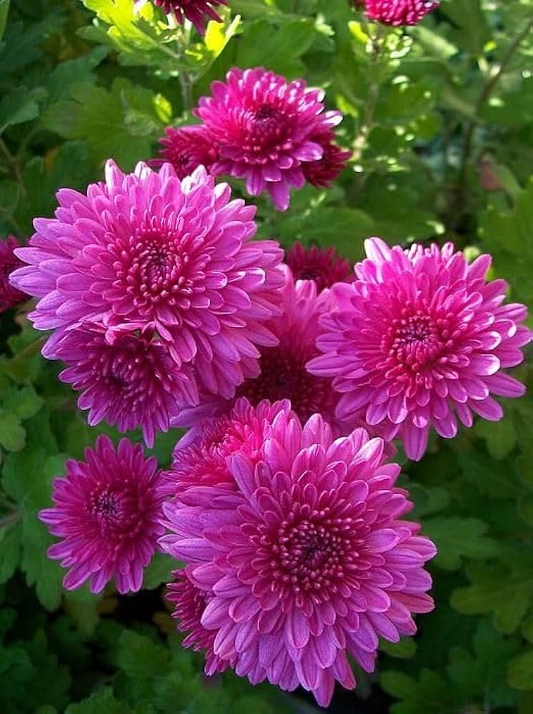 Chrysanthemum Flower Seeds Pink – Heirloom Non-GMO High Germination Seeds