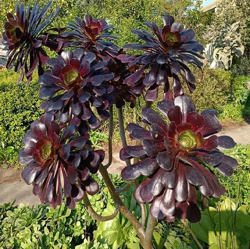 brown aeonium flower seeds