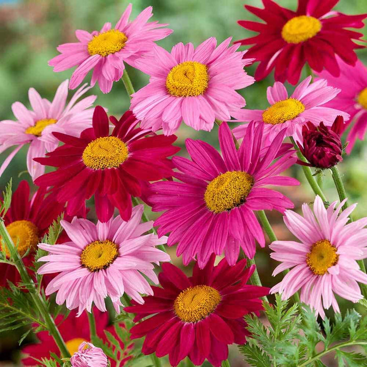 Mixed Pyrethrum Flower Seeds – Heirloom, Non-GMO, High Germination Seeds