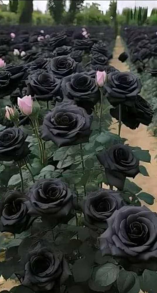 Giant Blooming Rose Flower Seeds Black – Heirloom, Non-GMO, High Germination Seeds