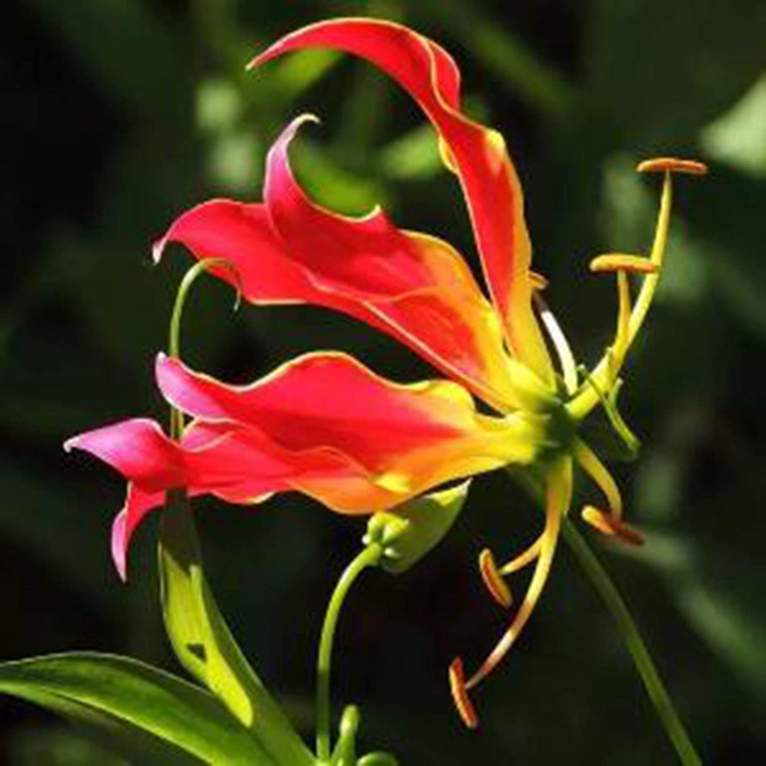 garland flame flower seeds