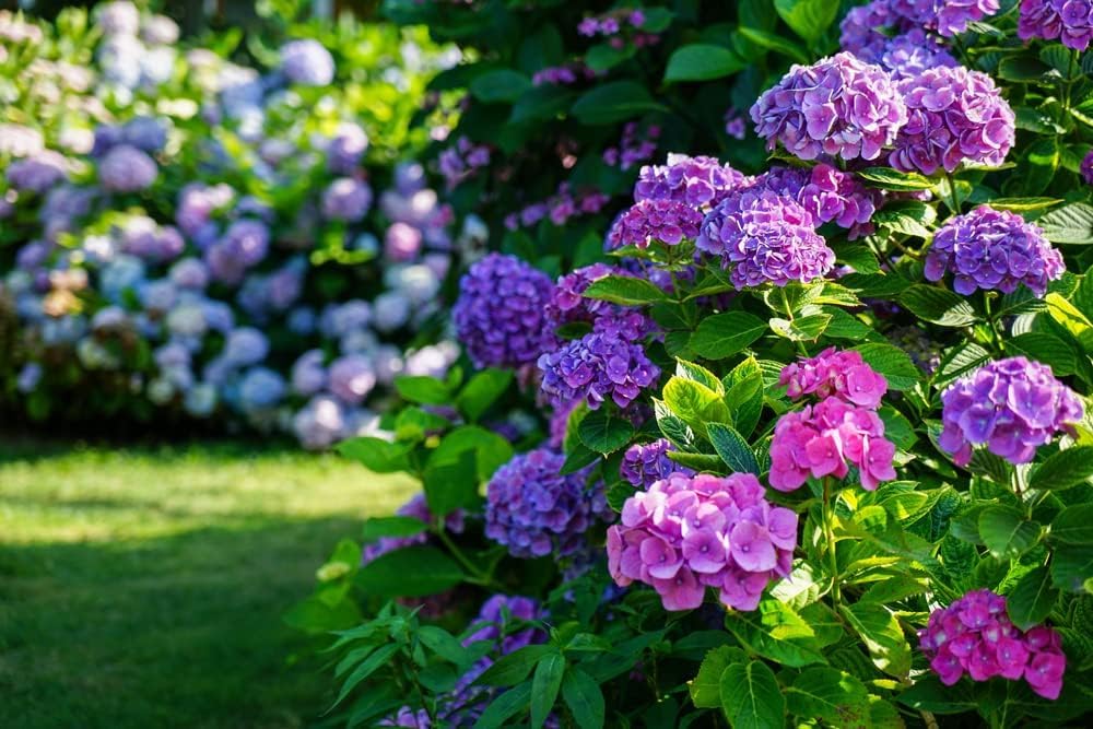 Hydrangea Flower Seeds Mixed – Heirloom, Non-GMO, High Germination Seeds