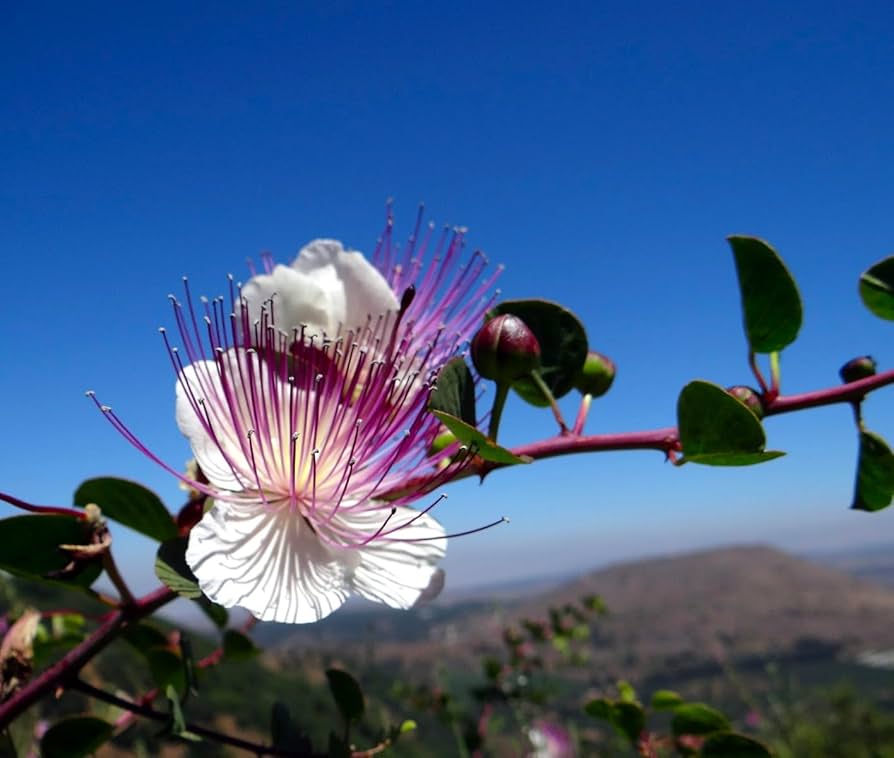Capparis Spinosa herb seeds