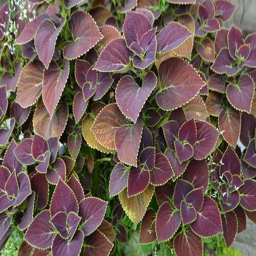 brown coleus flower seeds