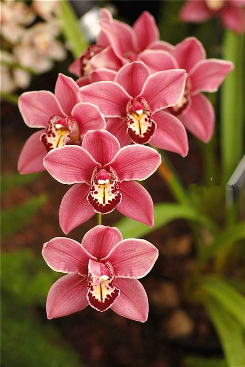 early coralroot flower seeds