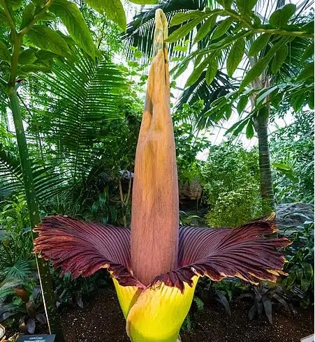 Red Amorphophallus Titanum Flower Seeds for Planting Heirloom Non-GMO High Germination Organic Garden Seeds