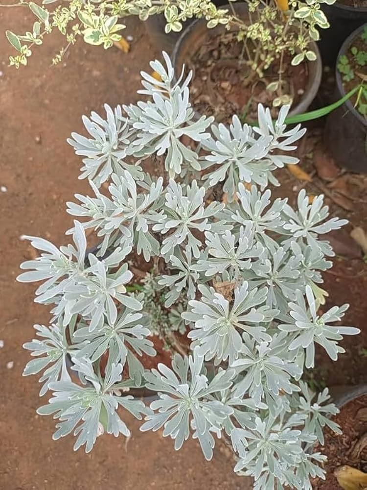 White Lavandula Flower Seeds – Heirloom, Non-GMO, High Germination Seeds