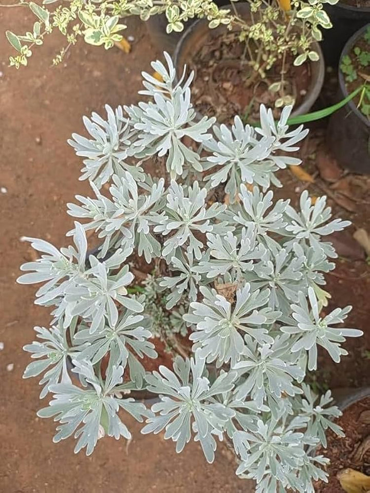White Lavandula Flower Seeds – Heirloom, Non-GMO, High Germination Seeds