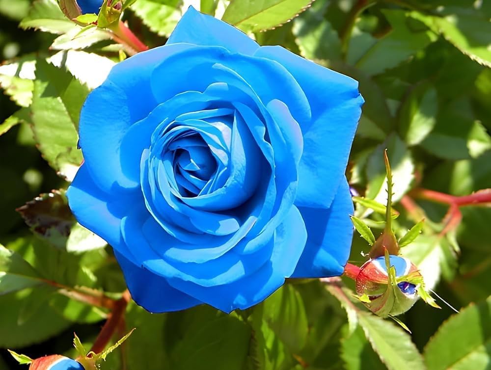 blue pink flower seeds