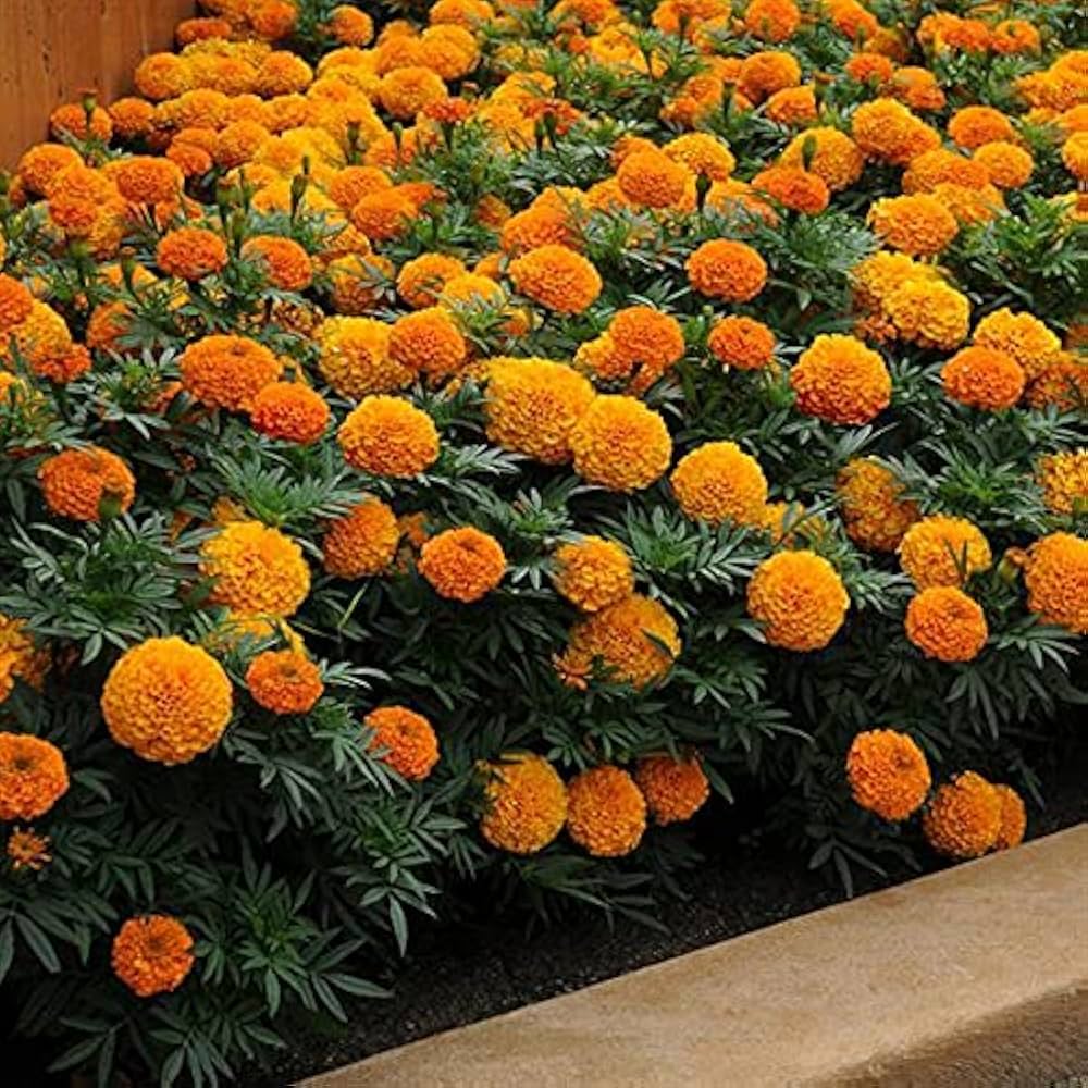 yellow heirloom flower seeds