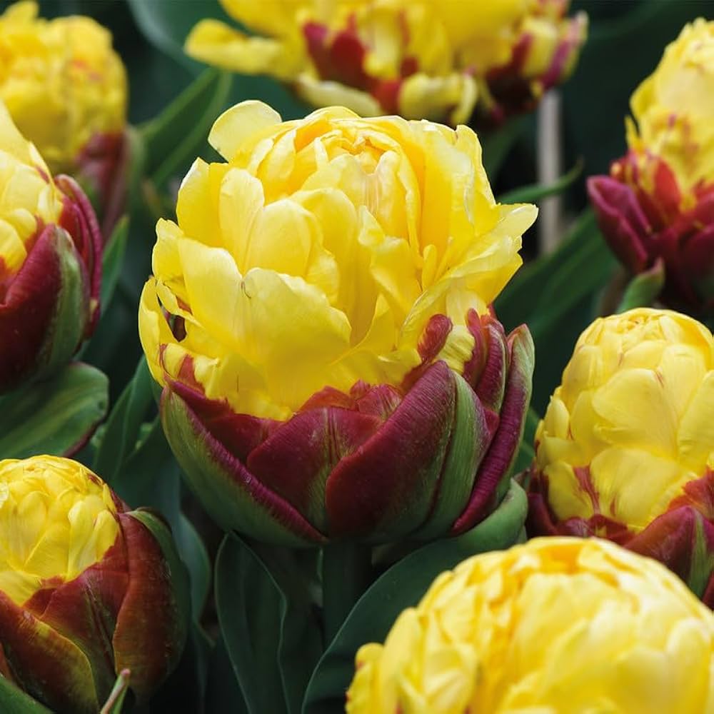 cream tulip flower seeds