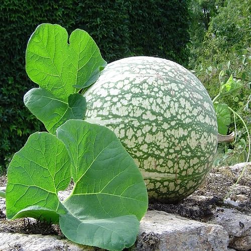 Grüne Chilacayote – Alte Sorte, gentechnikfrei, keimstarke Bio-Gartensamen zur Pflanzung