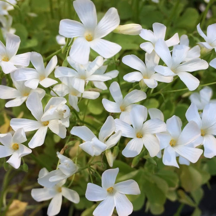 White Oxalis Flower Seeds – Heirloom, Non-GMO, High Germination Organic Garden Seeds for Planting