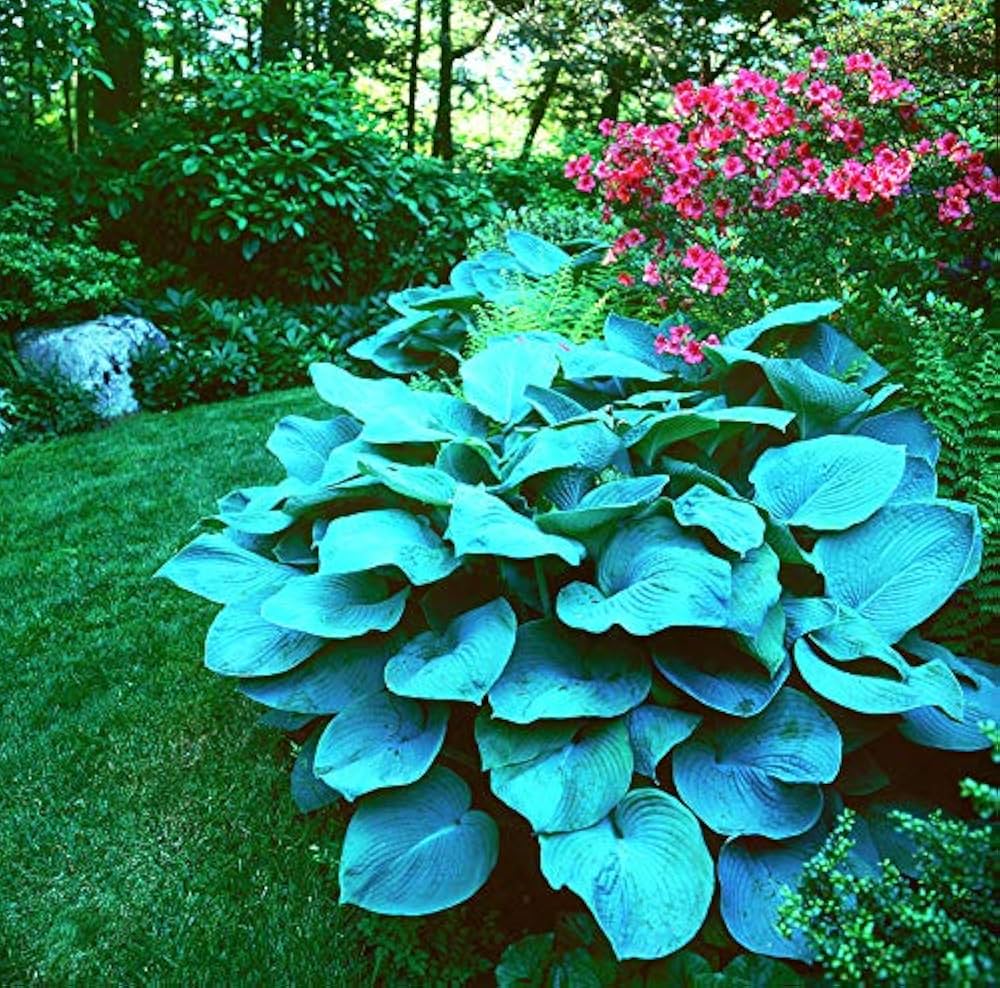 Hosta Hosta herb seeds