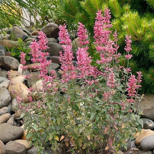 Semillas de flor de Agastache roja - Herencia, no transgénicas, alta germinación, semillas orgánicas para plantar en el jardín