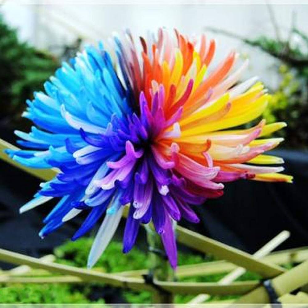 rainbow chrysanthemum flower seeds